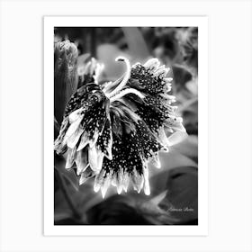 Sweet William Black And White - Photography Art Print