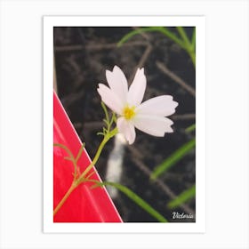 White Cosmos Flower Art Print