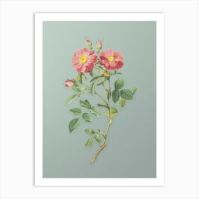 Vintage Queen Elizabeth's Sweetbriar Rose Botanical Art on Mint Green Art Print