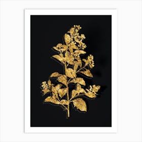 Vintage Eastern Baccharis Botanical in Gold on Black n.0214 Art Print