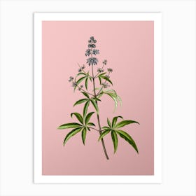 Vintage Chaste Tree Botanical on Soft Pink n.0073 Art Print