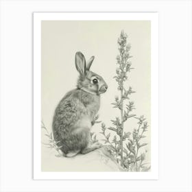 Dutch Rabbit Drawing 1 Art Print