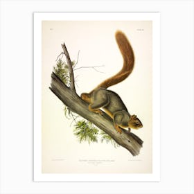  Red Tailed Squirrel, Red Tailed Squirrel Art Print