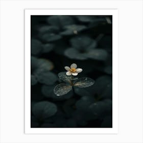 Lily Flower 2 Art Print