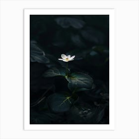 Single Flower In The Dark 41 Art Print