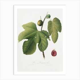 Briansole Figs (Ficus Carica Sativa) From Pomona Italiana (1817 - 1839), Giorgio Gallesio Art Print