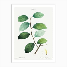Eared Willow, Pierre Joseph Redoute Art Print
