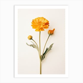 Pressed Flower Botanical Art Calendula 1 Art Print