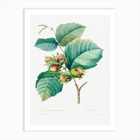 Hazelnut, Pierre Joseph Redouté Art Print