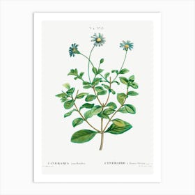 Blue Marguerite, Pierre Joseph Redoute Art Print