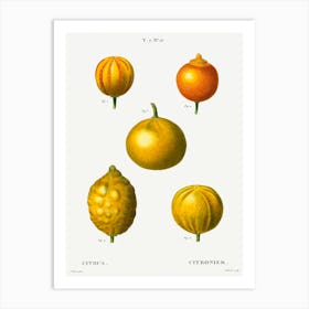 5 Types Of Bitter Orange, Sweet Lemon, And Sweet Lime, Pierre Joseph Redoute Art Print