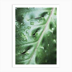 Waterdrops On Green Leaf Art Print