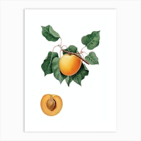 Vintage German Apricot Botanical Illustration on Pure White n.0548 Art Print