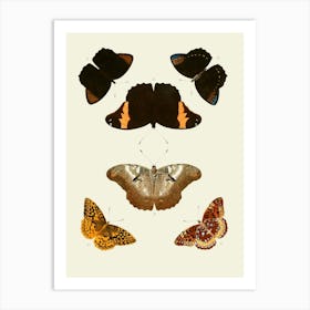 Vintage Painting Butterflies And Moths Art Print