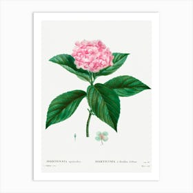 French Hydrangea, Pierre Joseph Redoute Art Print