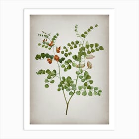 Vintage Blood Spotted Bladder Senna Botanical on Parchment n.0248 Art Print