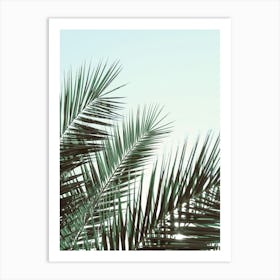 Palm Leaves_2103210 Art Print