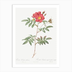 Red Leaved Rose, Pierre Joseph Redoute Art Print