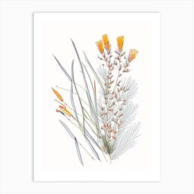 Ephedra Spices And Herbs Pencil Illustration 1 Art Print