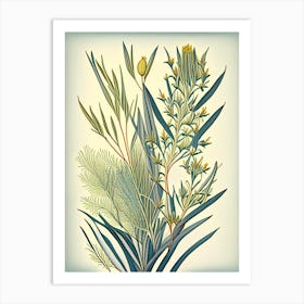 Ephedra Herb Vintage Botanical Art Print