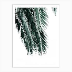 Palm Leaves On White Background Art Print
