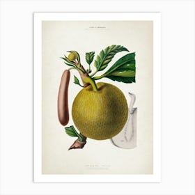 Vintage Denisse 7 Artocarpus Incisa Art Print