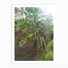 Mango Tree For Sale Art Print