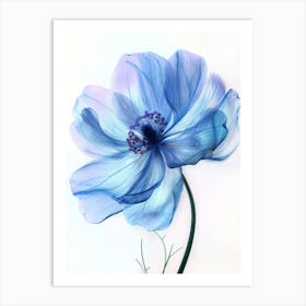 Translucent Blue Poppy  Botanical  Art Print Art Print