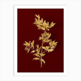 Vintage Fontanesia Phillyreoides Botanical in Gold on Red n.0535 Art Print