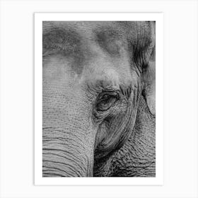 Portrait Of An Elephant Art Print