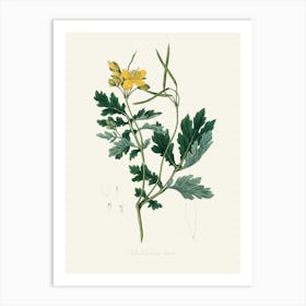 Vintage Botanical John Stephenson and James Morss Churchill Art Print_2731668 Art Print