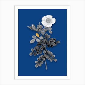 Vintage Macartney Rose Black and White Gold Leaf Floral Art on Midnight Blue n.1064 Art Print