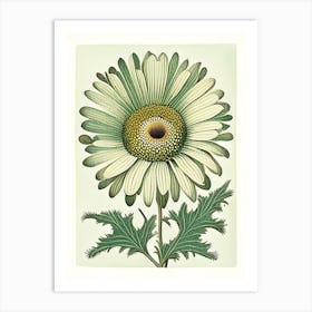 Oxeye Daisy 2 Floral Botanical Vintage Poster Flower Art Print