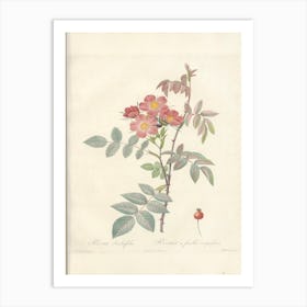 Rose Illustration, Pierre Joseph Redoute (94) Art Print