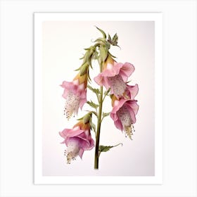 Pressed Wildflower Botanical Art Foxglove Art Print