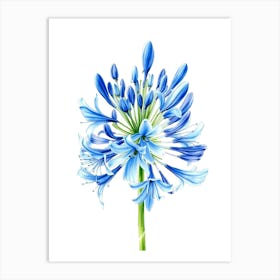 Blue Agapanthus Flower Art Print