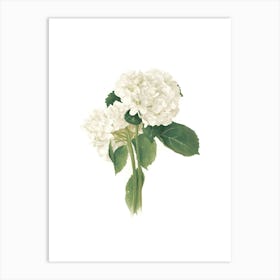 White Hydrangea Art Print