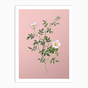 Vintage Pink Hedge Rose in Bloom Botanical on Soft Pink n.0653 Art Print