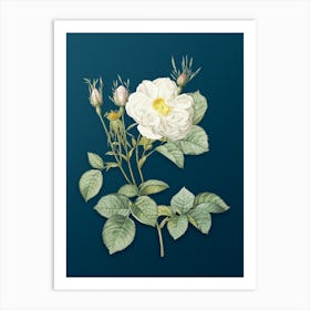 Vintage White Rose of York Botanical Art on Teal Blue n.0298 Art Print