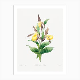 Yellow Lady Slipper, Pierre Joseph Redouté Art Print