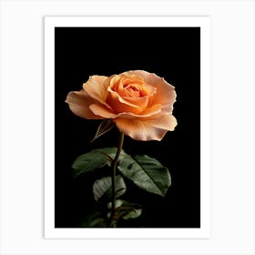 Peach Rose On Black Background 3 Art Print