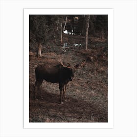 Wilderness Moose Art Print