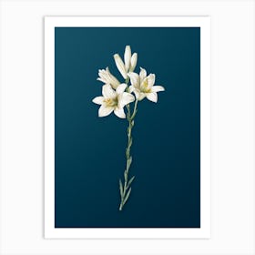 Vintage Madonna Lily Botanical Art on Teal Blue n.0893 Art Print