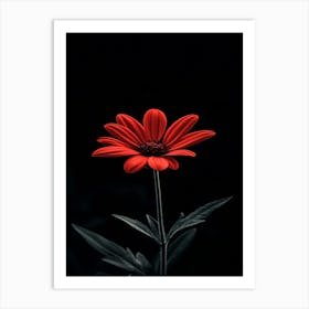 Red Flower 1 Art Print