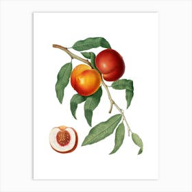 Vintage Walnut Botanical Illustration on Pure White n.0378 Art Print
