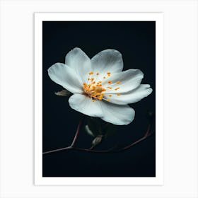 White Flower On A Branch Art Print