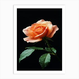 Orange Rose On Black Background 5 Art Print