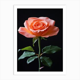 Rizwanakhan Rose Flower Black Background Ultra Hd 8k Ar 916 C4419057 1cfd 48cd A009 Ccf2772c264d 3 Art Print