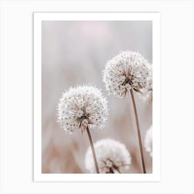 Allium 2 Art Print