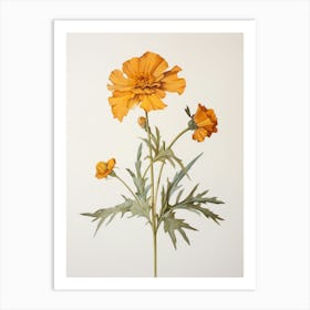 Pressed Flower Botanical Art Marigold 2 Art Print
